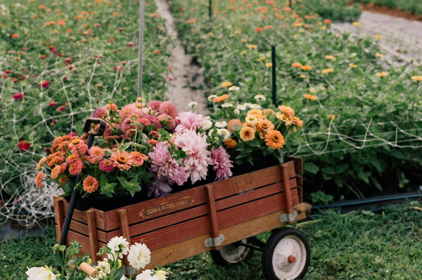 Why are flowers so expensive? The Weekend Florist SG