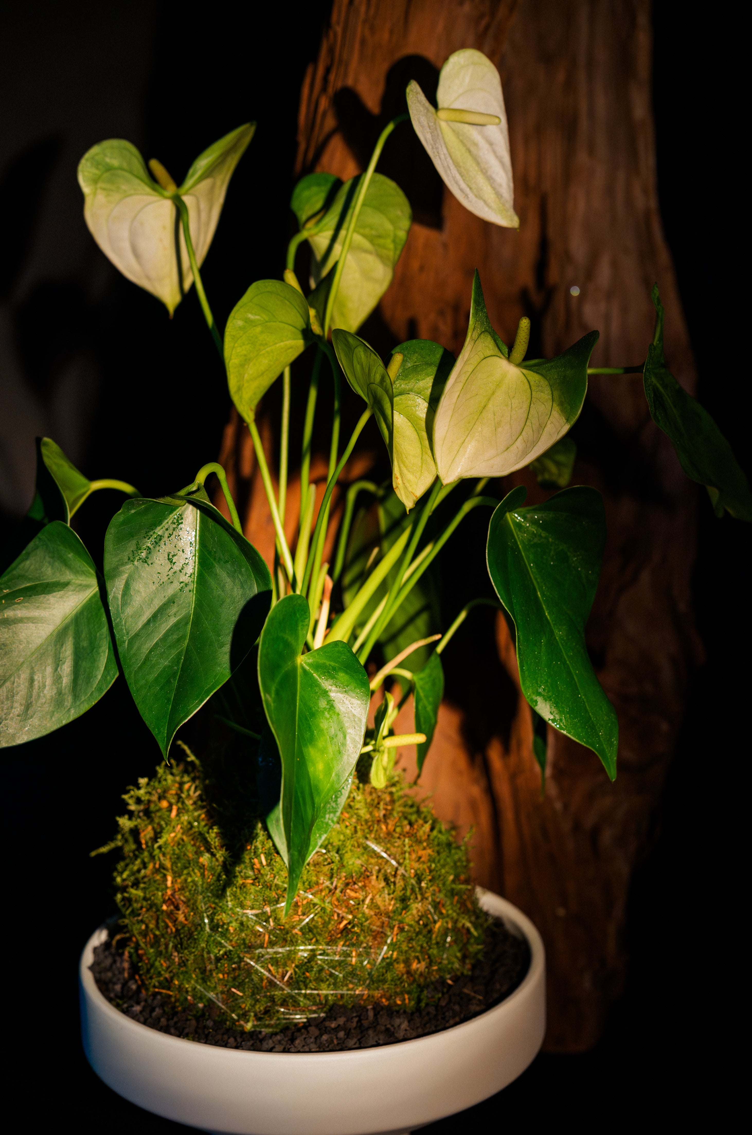 Anthurium Kokedama