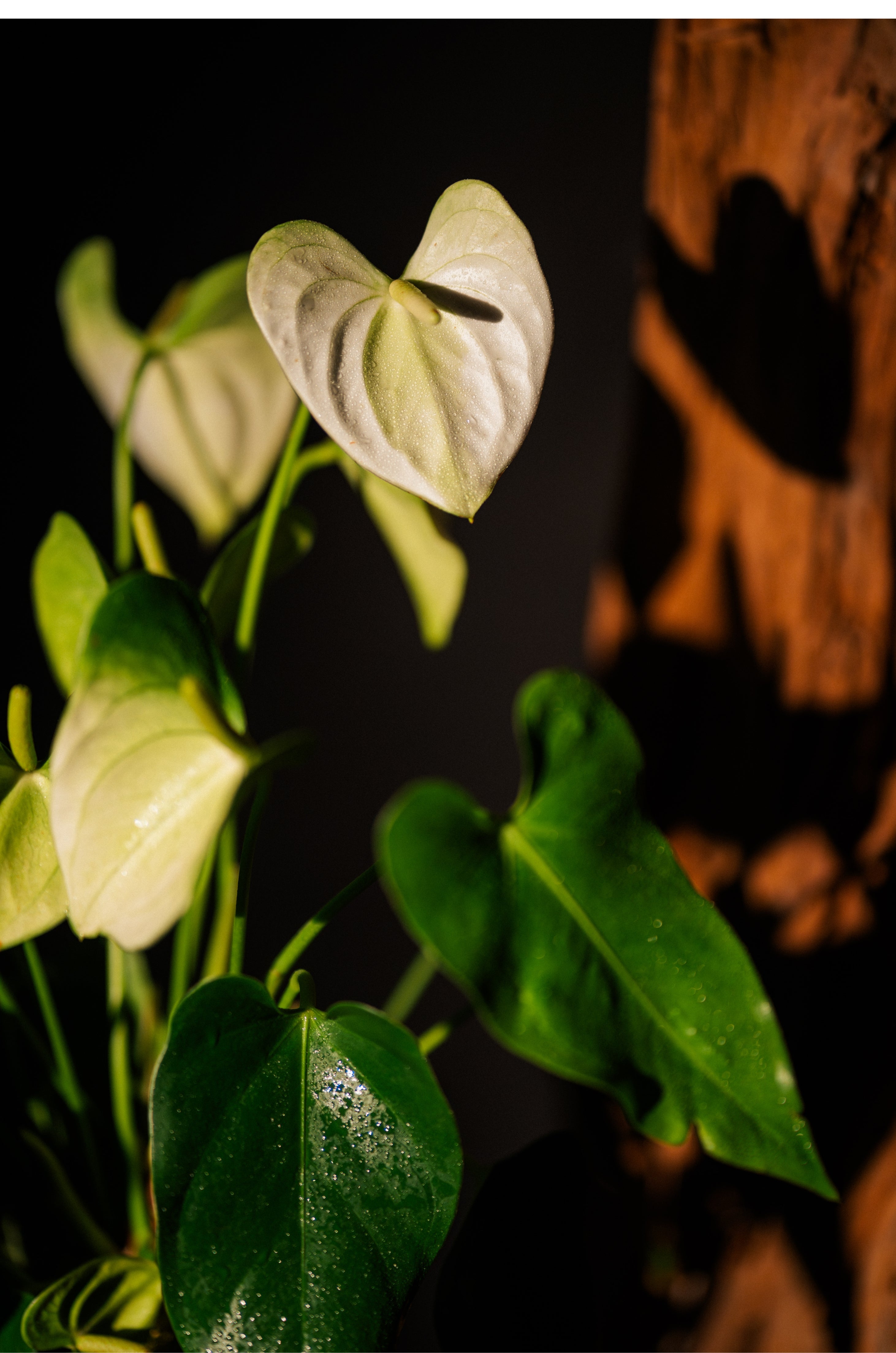 Anthurium Kokedama