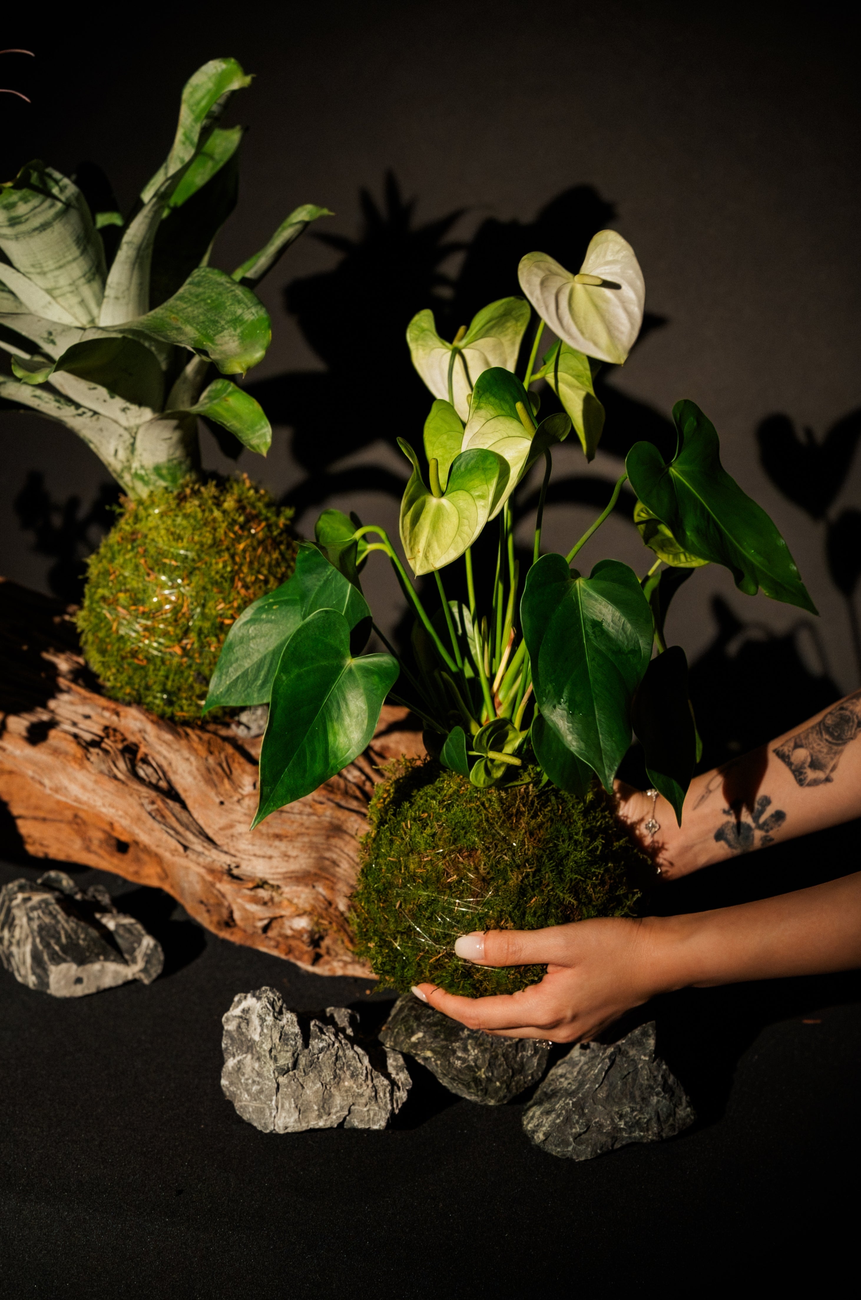 Anthurium Kokedama
