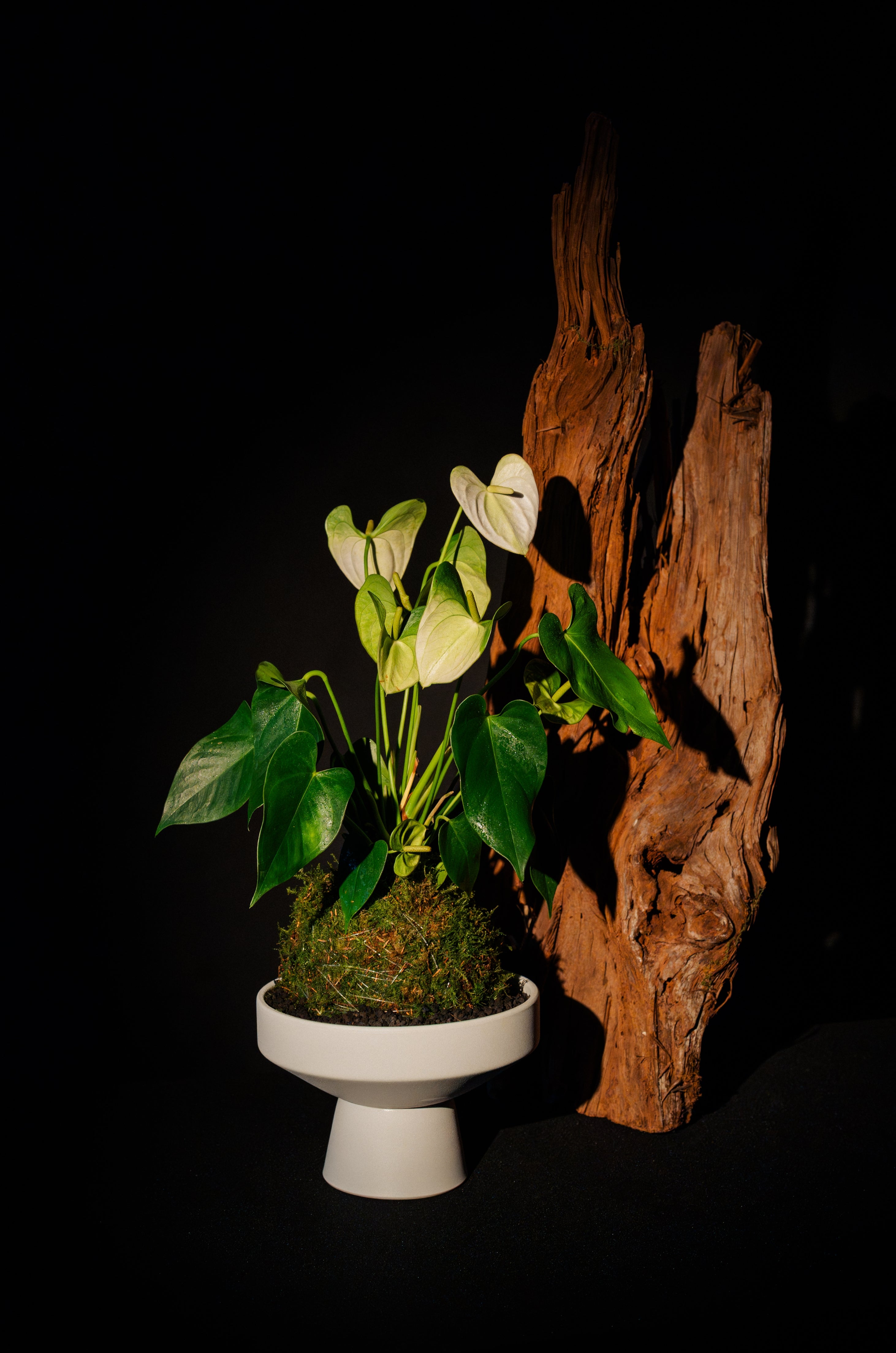 Anthurium Kokedama