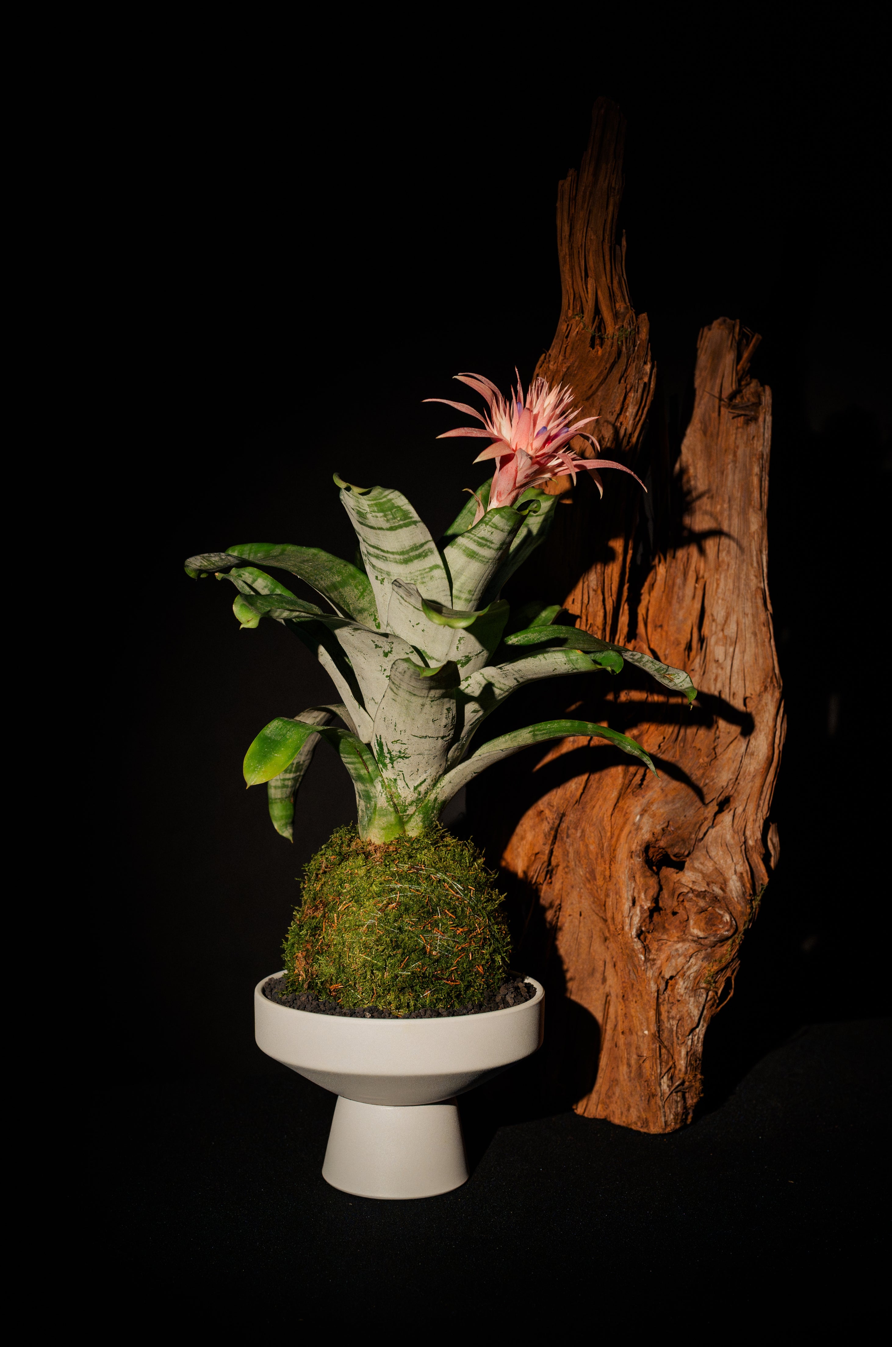 Aechmea Kokedama