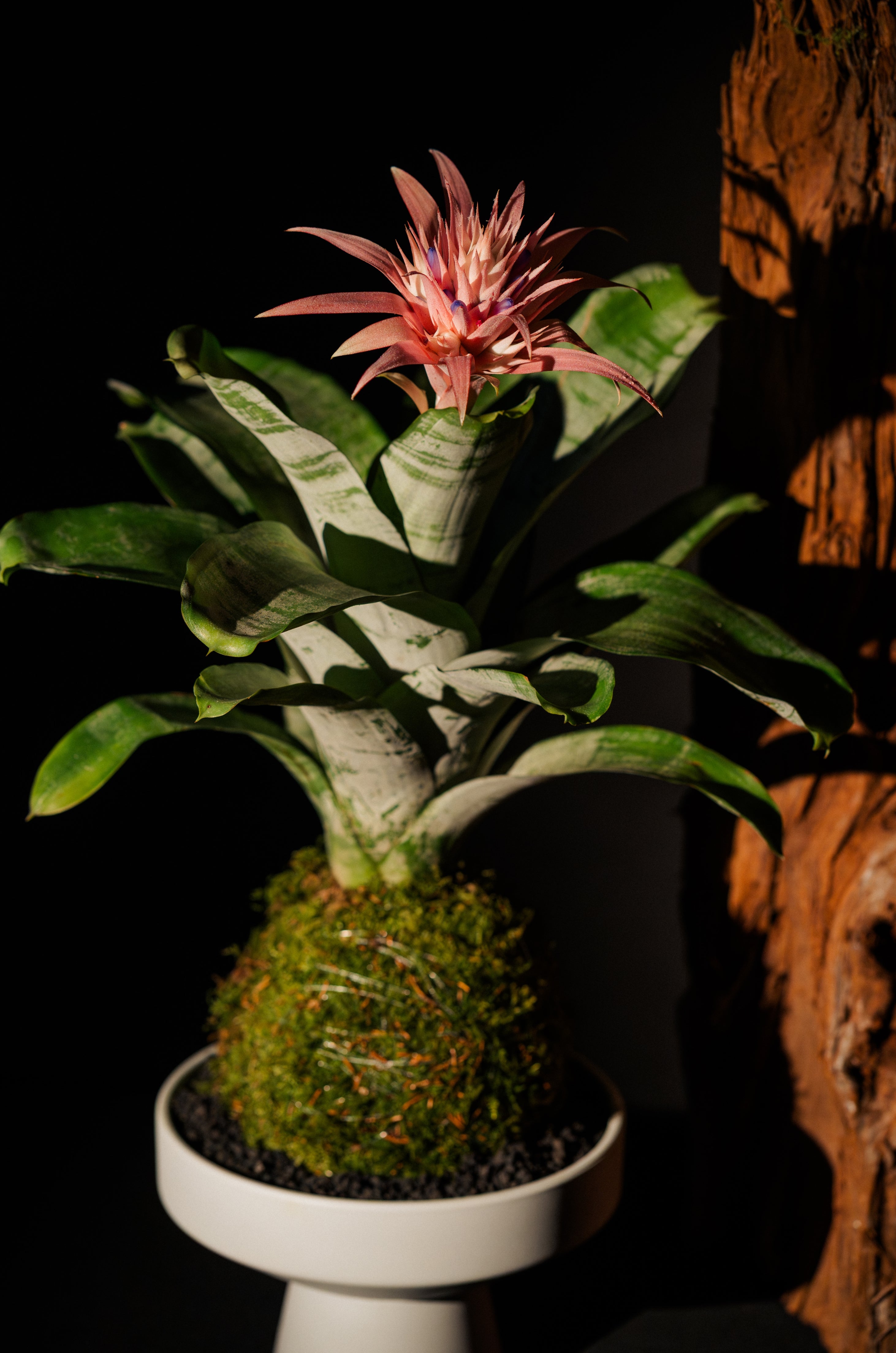 Aechmea Kokedama