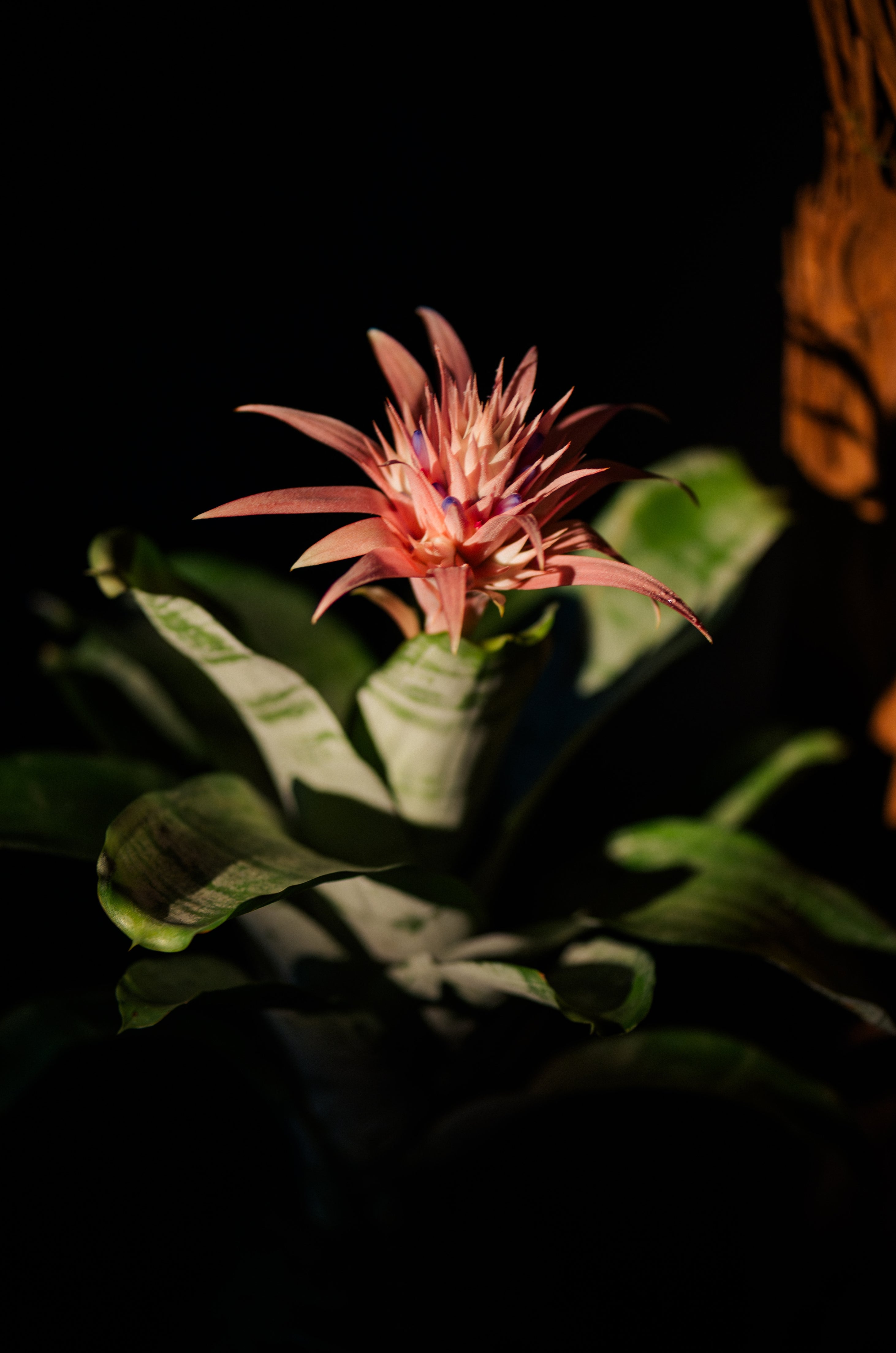 Aechmea Kokedama