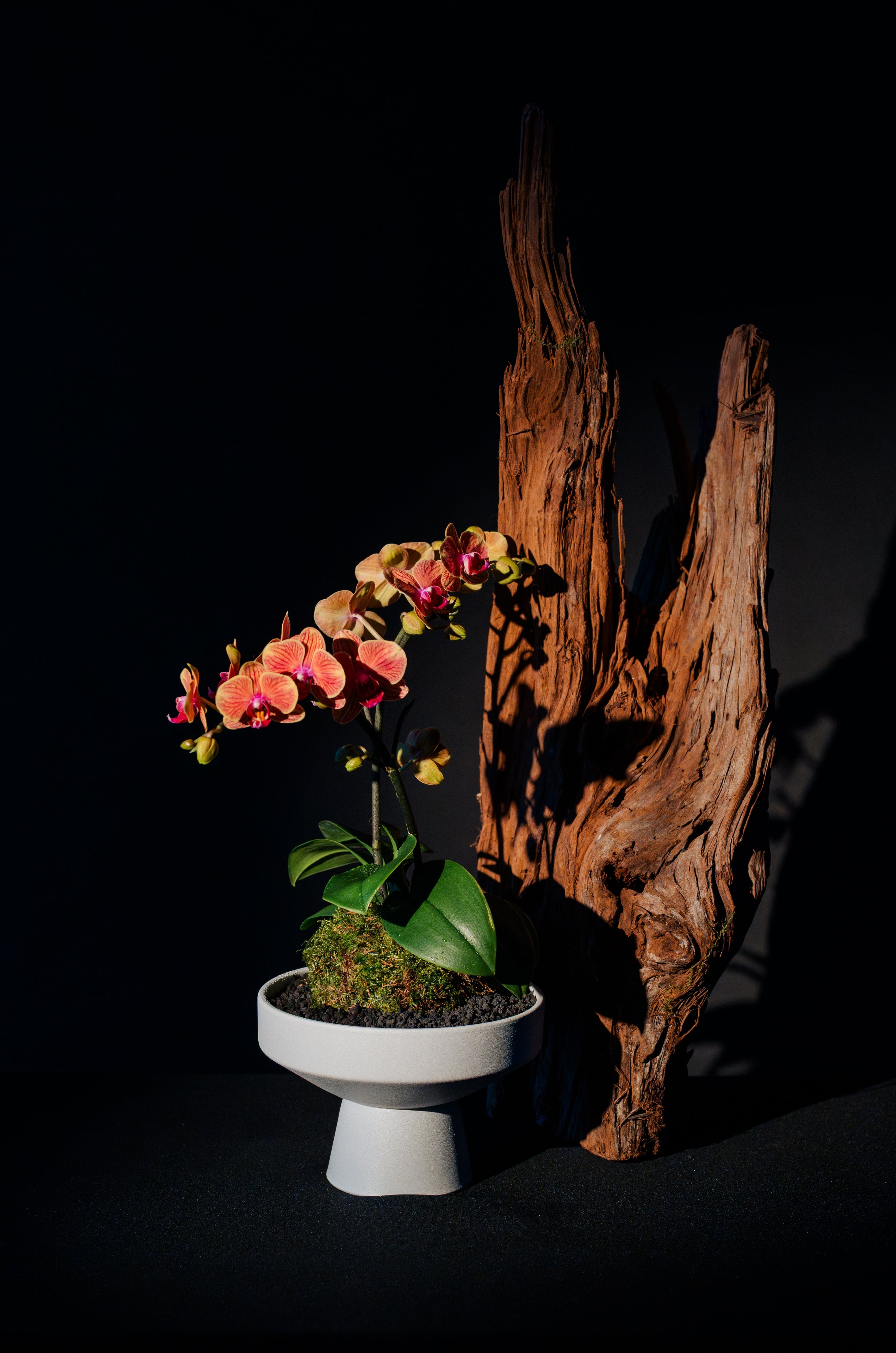 Twin Phalaenopsis Orchid Kokedama