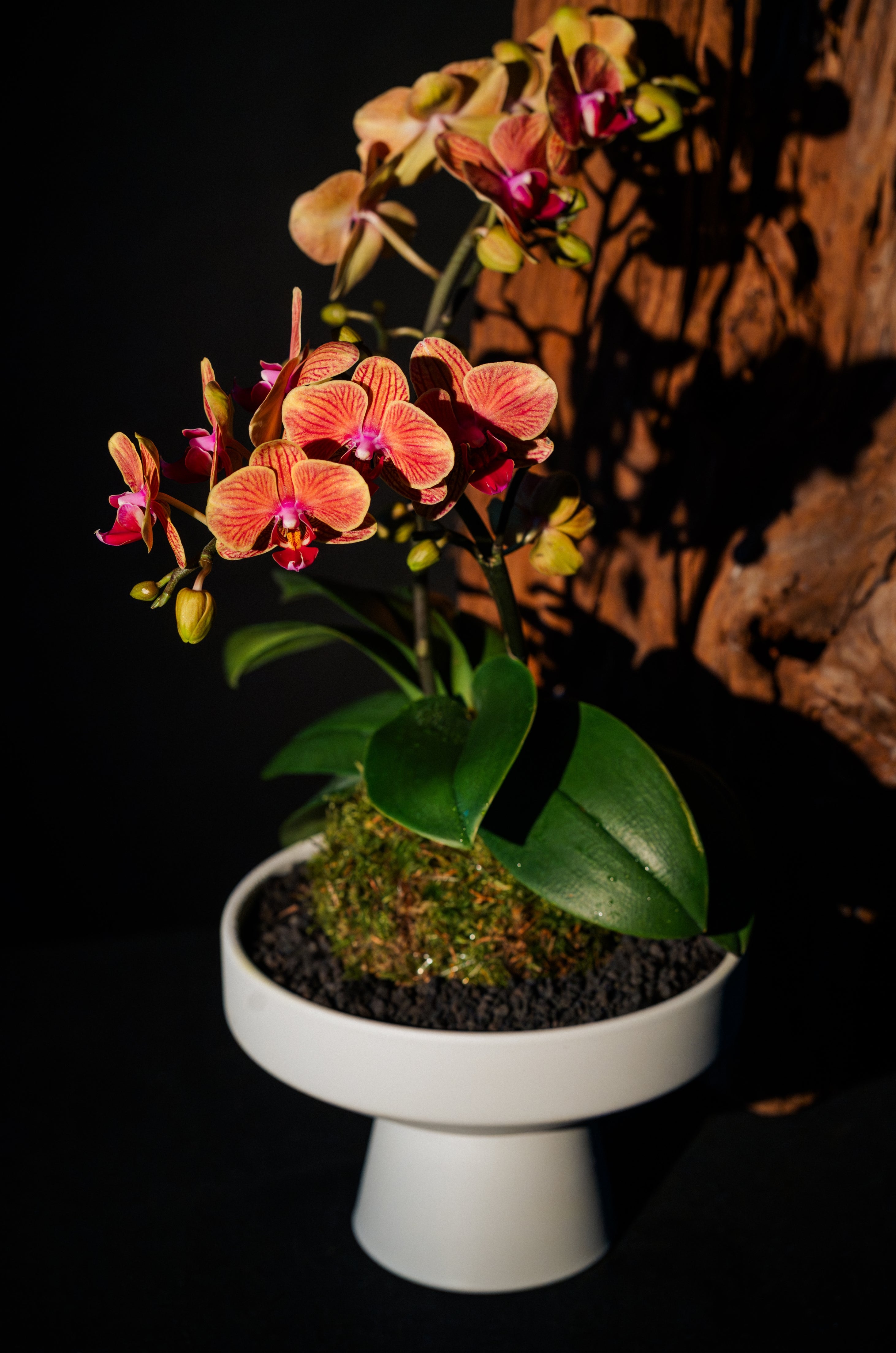Twin Phalaenopsis Orchid Kokedama