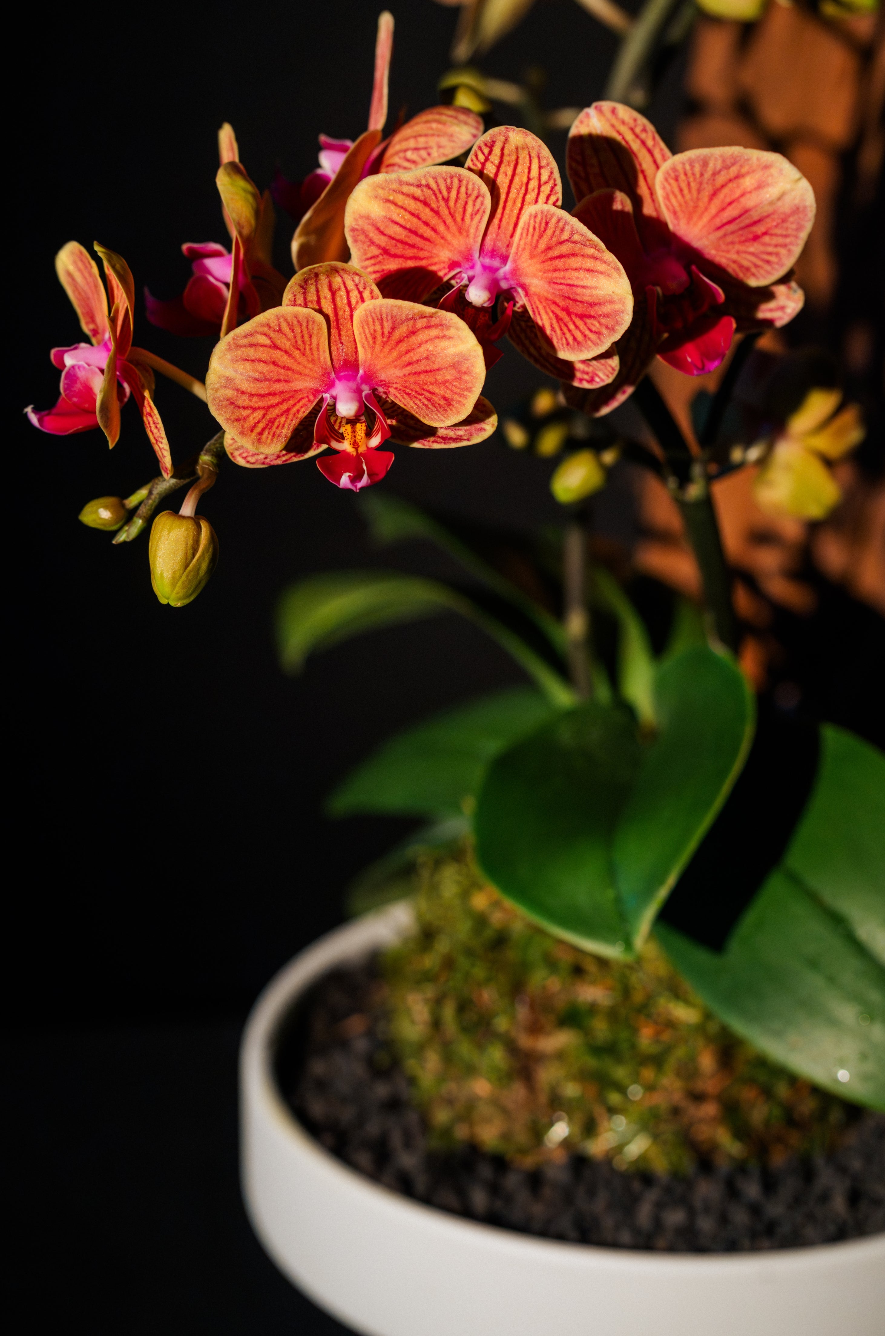 Twin Phalaenopsis Orchid Kokedama