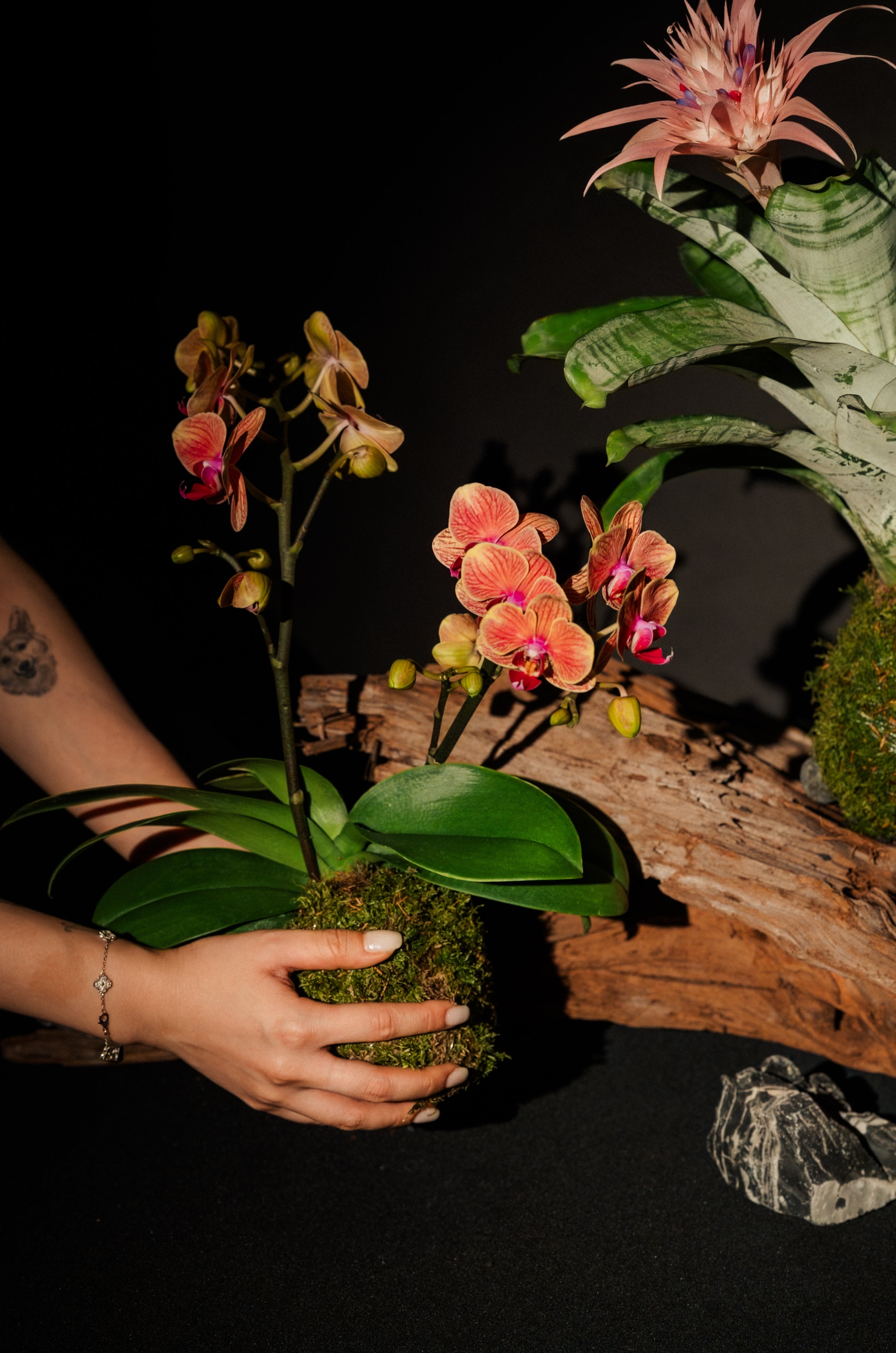 Twin Phalaenopsis Orchid Kokedama