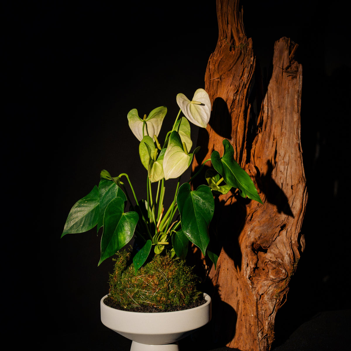 anthurium kokedama Anthurium Kokedama