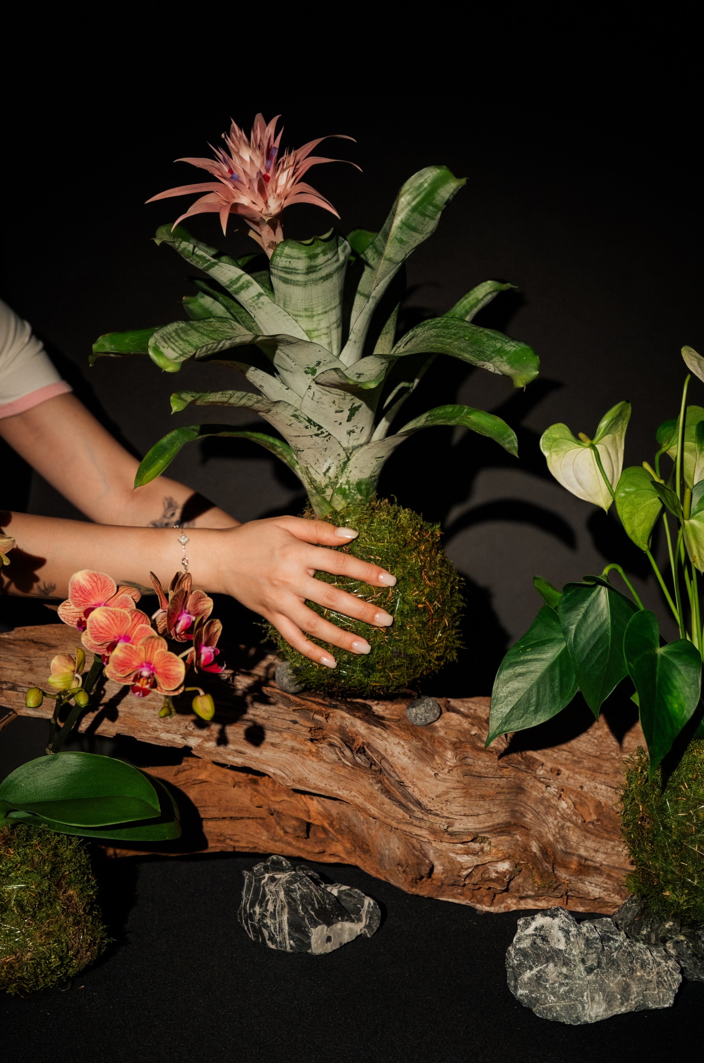 Aechmea Kokedama