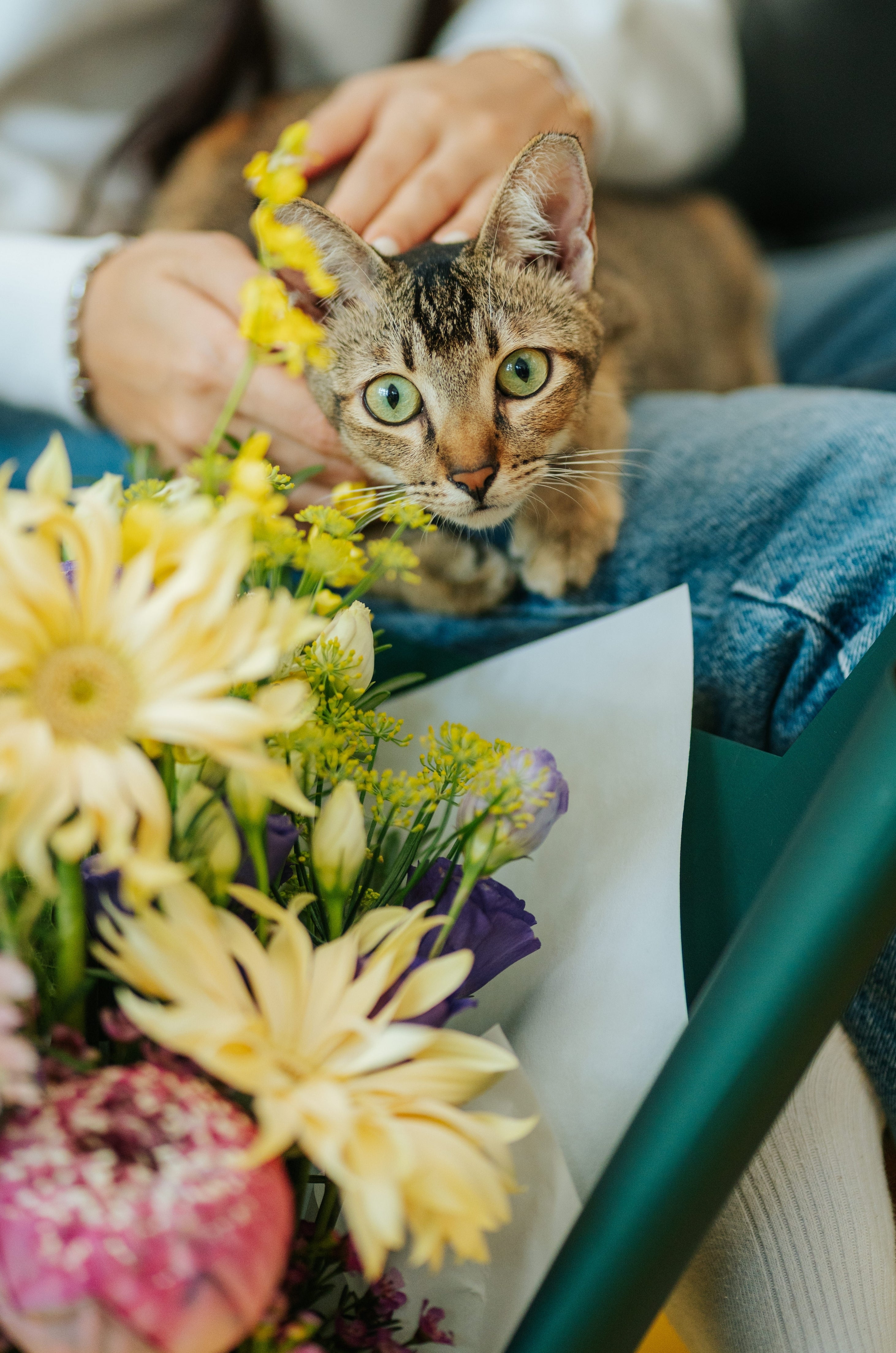 Fur-Friendly